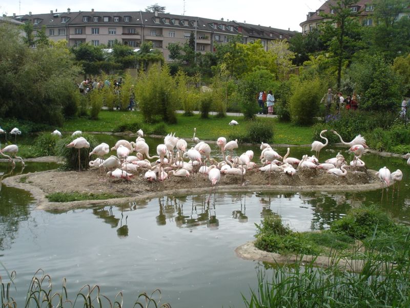 File:Flamingosgehege Basel.jpg