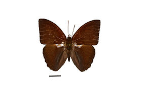 Vista superior de N. obidos. As estruturas na extremidade superior de suas asas posteriores são seus órgãos de androcônia.