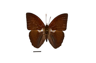 <i>Narope</i> Genus of brush-footed butterflies