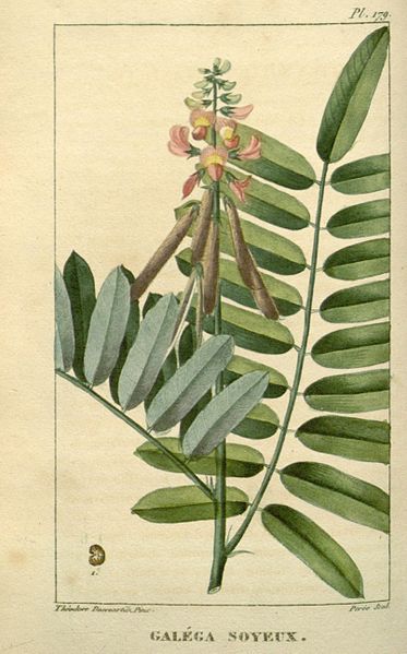 File:Flore médicale des Antilles, ou, Traité des plantes usuelles (Pl. 179) (8182096438).jpg