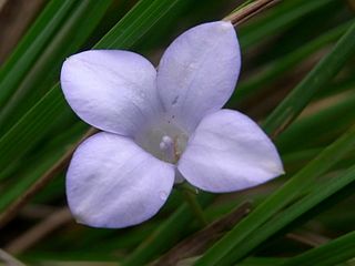<i>Wahlenbergia insulae-howei</i> Species of flowering plant