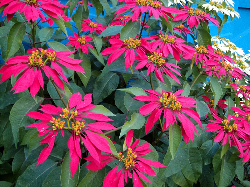 File:Flowers outside a church.JPG