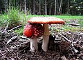 Fly Agaric (Amanita muscaria) in Sherwood Pines Forest Park - geograph.org.uk - 58183.jpg