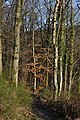 * Nomination Foothpath (named GR 57) crossing the forest in Barvaux while walking to Tohogne.--PJDespa 11:44, 17 February 2018 (UTC) * Promotion Good quality. --Trougnouf 19:24, 17 February 2018 (UTC)