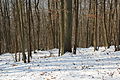 Forêt départementale de Beauplan sous la neige 2012 22.jpg