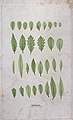 Four rows of leaves of varying form, including some of holly Wellcome V0043940.jpg