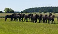 Vignette pour la version du 23 juillet 2022 à 11:34