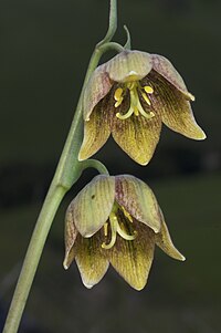 Fritillaria agrestis.jpg