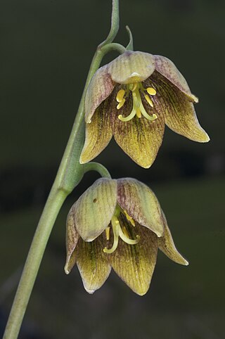 <i>Fritillaria agrestis</i> Species of flowering plant