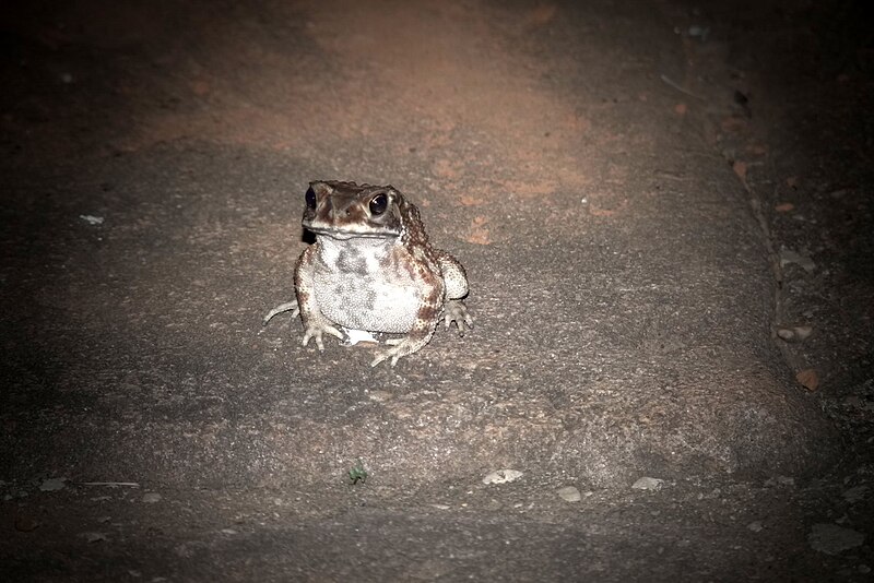 File:Frog, Bhubaneswar - Oct 2010.jpg