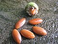 Fruit and seeds of Diploknema butyracea 02.jpg