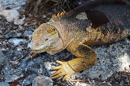 Galapagos land iguana (Conolophus subcristatus), Galápagos National Park, Ecuador