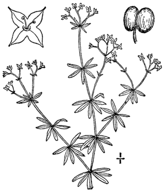 <i>Galium concinnum</i> Species of plant