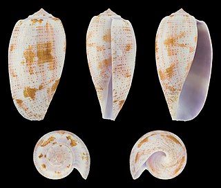 <i>Conus tulipa</i> Species of sea snail