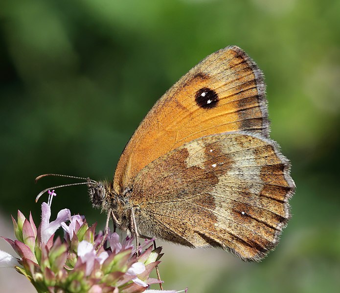 File:Gatekeeper (Pyronia tithonus) underside.jpg