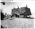 Gathering hay for land clearing (4752976675).jpg