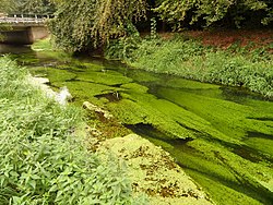 Гельдернер Флейт bei Rayersee.jpg