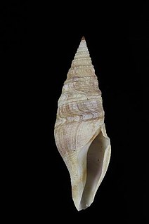<i>Gemmuloborsonia colorata</i> species of mollusc