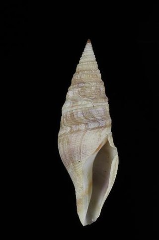 <i>Gemmuloborsonia</i> Genus of gastropods
