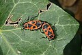 * Nomination Gendarmes (Pyrrhocoris Apterus) (2 diopters) in Colmar (Haut-Rhin, France). --Gzen92 15:10, 24 April 2023 (UTC) * Promotion  Support Good quality. --Poco a poco 19:06, 24 April 2023 (UTC)