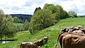 Deutsch: Geotop 175R014 - Terrasse zwischen Gutterstätt und Baumhau bei Moosach, Landkreis Ebersberg, Bayern