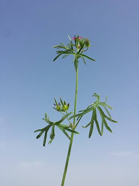 File:Geranium dissectum sl26.jpg