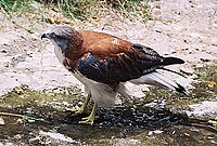 Albanella femmina (Geranoaetus polyosoma)