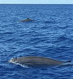 Gervais' Beaked Whale.jpg