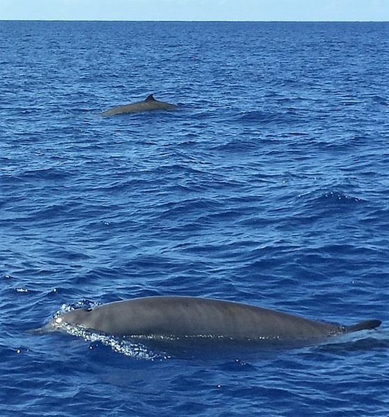 File:Gervais' Beaked Whale.jpg