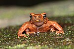 Miniatura per Ansonia rubigina