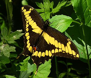 Papilio Cresphontes