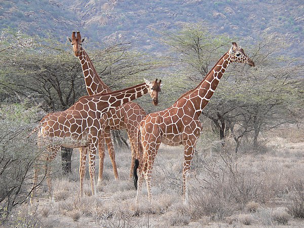 Reticulated giraffes at Samburu National Reserve, Kenya