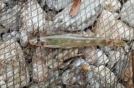 Gobiobotia brevibarba