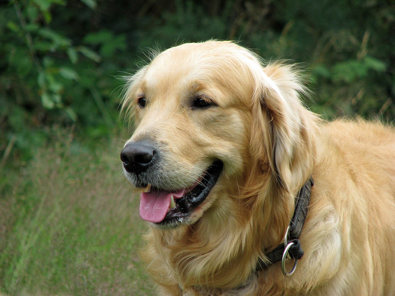 golden retrievers near me