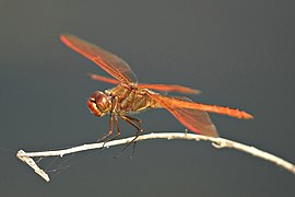 Libellula auripennis