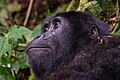* Предлог Mountain gorilla (Gorilla beringei beringei), Bwindi Impenetrable National Park, Uganda --Poco a poco 05:04, 2 June 2024 (UTC) * Поддршка  Support Good quality. --Jakubhal 05:12, 2 June 2024 (UTC)