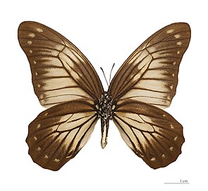 Museum specimen ♂ △ - Ventral side