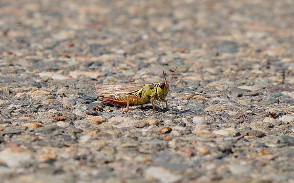 Melanoplus femurrubrum