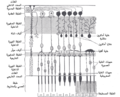 صورة مصغرة لـ خلية أفقية شبكية