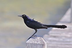 Great-tailed Grackle (6907343431).jpg