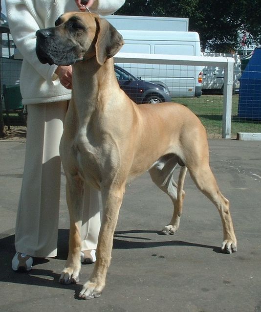 https://upload.wikimedia.org/wikipedia/commons/thumb/c/c2/Great_Dane_600.jpg/534px-Great_Dane_600.jpg