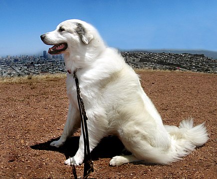 Chien De Montagne Des Pyrénées Wikiwand