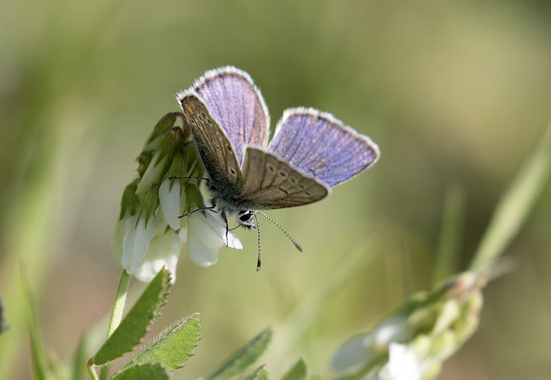 File:Greek Mazarine Blue - Çokgözlü güzelmavi 04.jpg