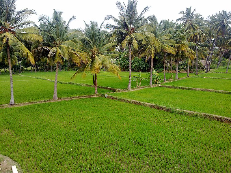 File:Green Fields . . . - panoramio.jpg