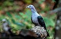 Green Imperial Pigeon (28296459948).jpg