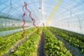 Greenhouse visible and infrared light.png