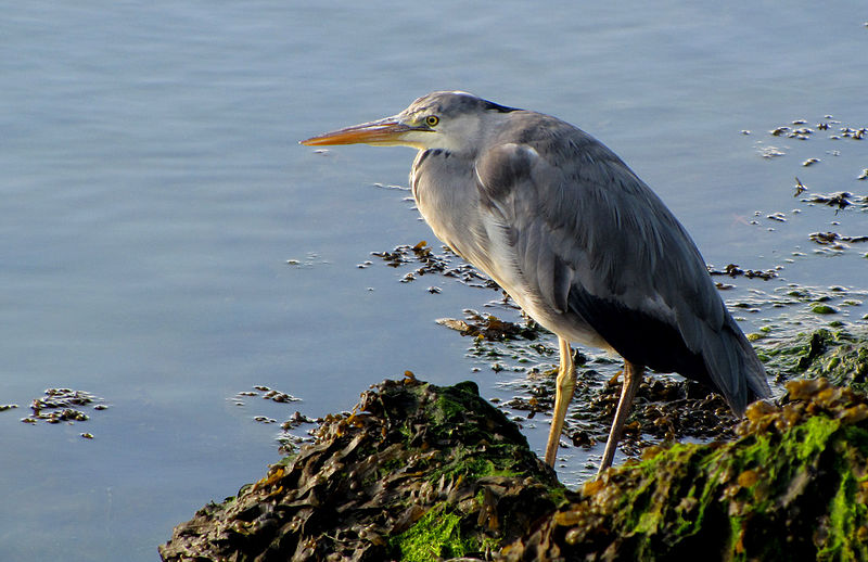 File:Grey Heron (5780404966).jpg