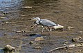 * Nomination Grey heron (Ardea cinerea) in Aveyron River near Rodez, France. --Tournasol7 00:04, 16 December 2017 (UTC) * Promotion Good quality --Llez 07:41, 16 December 2017 (UTC)