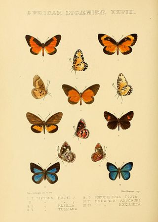 <i>Telipna rothi</i> Species of butterfly