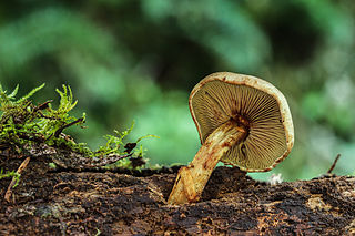 <i>Gymnopilus punctifolius</i> Species of fungus